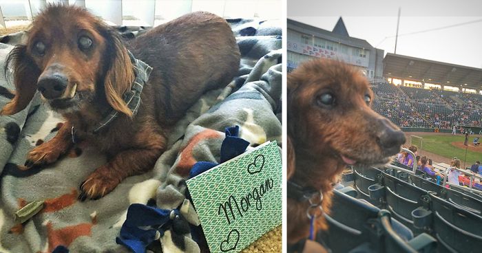 18-Year-Old Rescue Dog Does Everything On His Bucket List, And He’s More Alive Than Ever