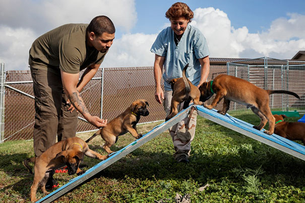 Seven-Week-Old Belgian Malinois Puppies Exercise At Lackland Air Force Base Months Before Their Training Starts
