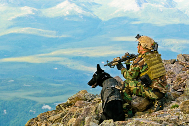 A U.S. Navy Seal Military Working Dog While On A Training Exercise