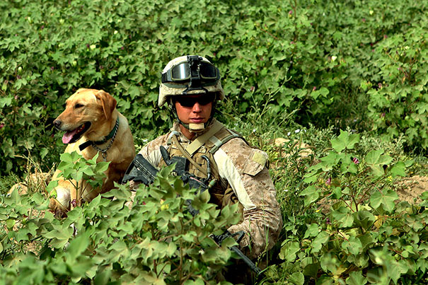 U.S. Marine Corps Lance Cpl Tyler Hoffman And His Military Working Dog, Khaki, Perform A Routine Security Halt In A Field During A Patrol In Marjah, Afghanistan