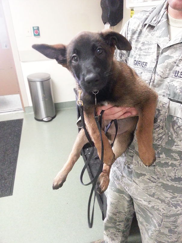 Meet Xxcalliber! Few Month Old Military Working Pup