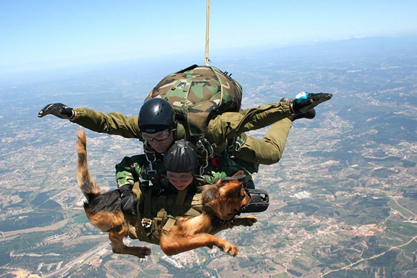 Military Paratrooper Dog
