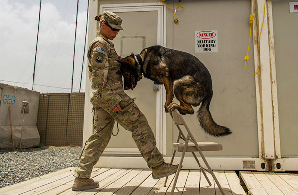 U.S. Air Force Staff Sgt. Jessie Johnson, 3rd Infantry Division Military Working Dog Handler, Practices Placement Training With Her Dog, Chrach