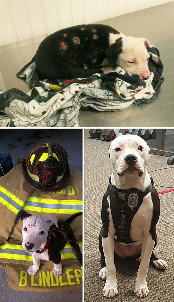A Puppy Saved From A Fire Becomes A Firefighter