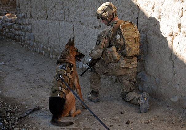 U.S. Air Force Working Dog