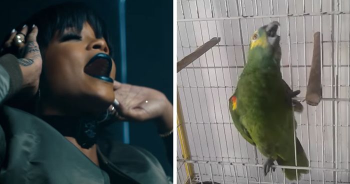 This Parrot Sings Rihanna’s ‘The Monster,’ And People Think It’s Better Than Original