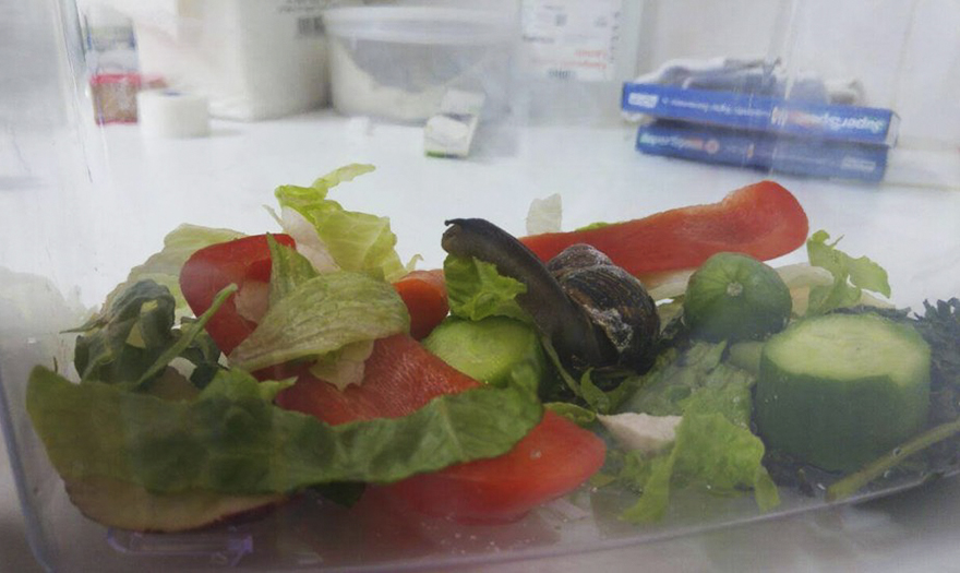 snail-broken-shell-fixed-chevy-tel-aviv-6 snail-broken-shell-fixed-chevy-tel-aviv-6