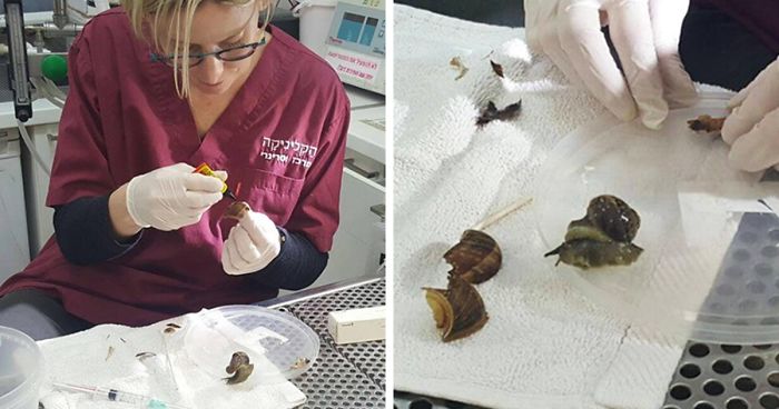 Woman Steps On Snail, Brings Him To Vet To Fix His Shell