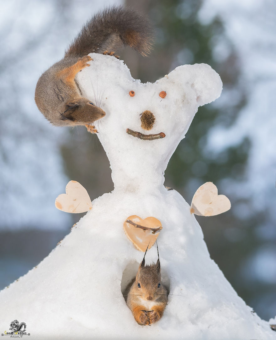 Wild Red Squirrels Celebrate Valentine's Day Wild Red Squirrels Celebrate Valentine's Day