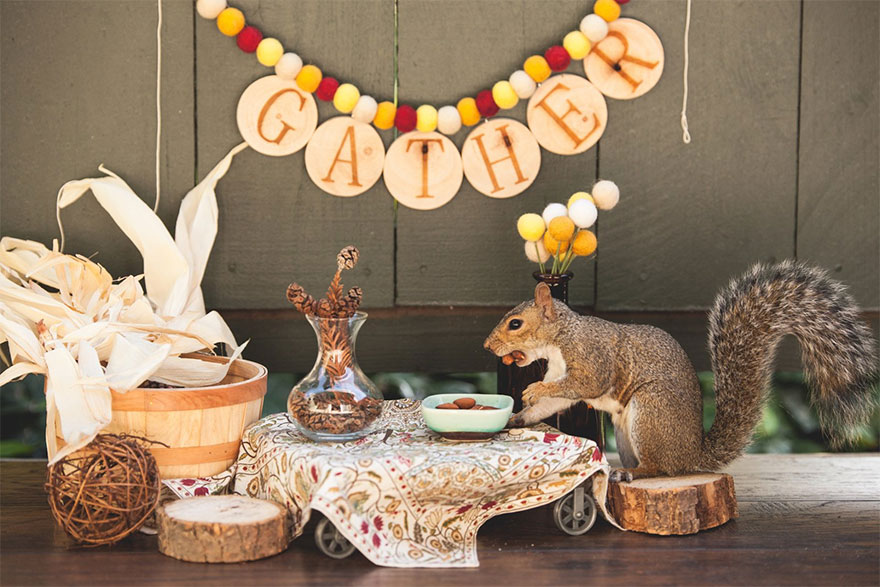 squirrel-parties-ashly-deskins-photography-28