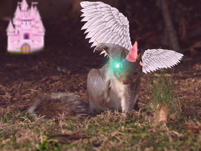 Always Follow Your Dreams