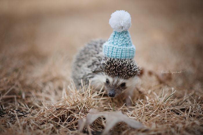 Cute-hedgehogs-in-hats