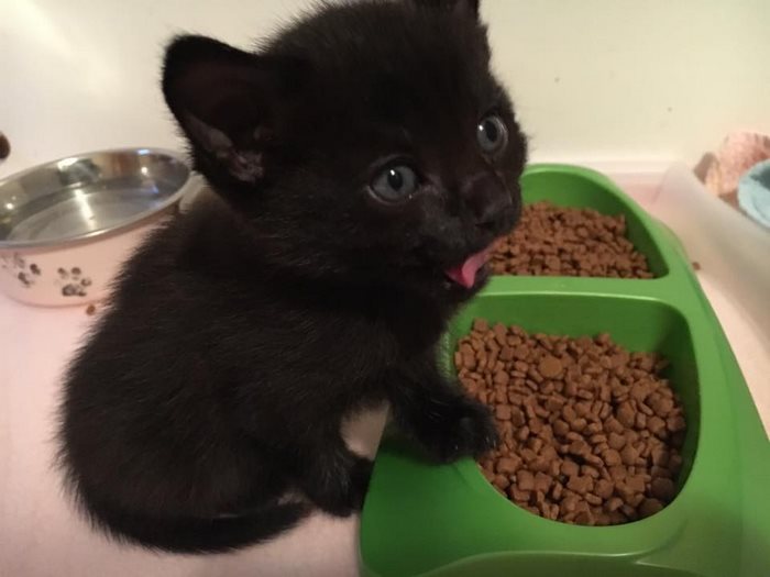 stray-pregnant-cat-black-panther-kittens-12 stray-pregnant-cat-black-panther-kittens-12