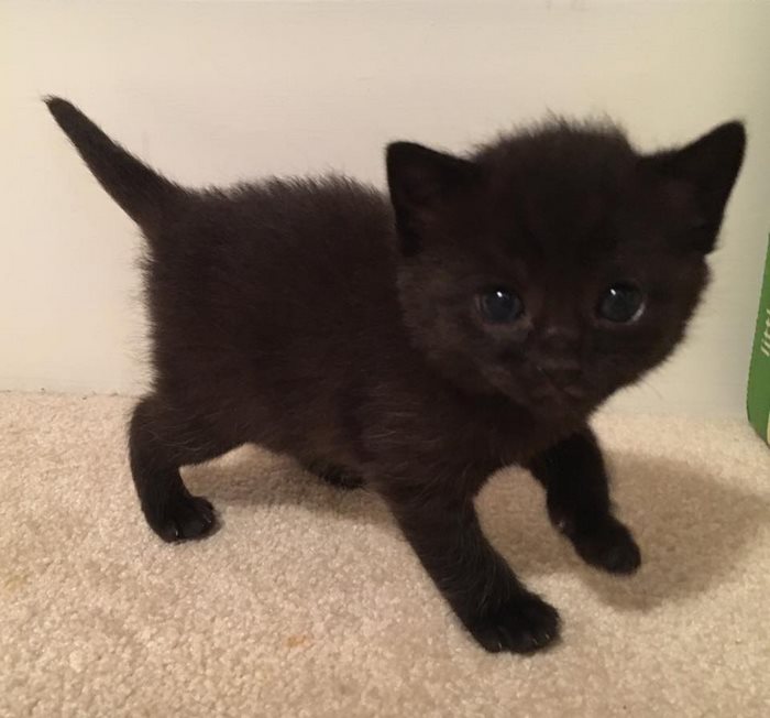 stray-pregnant-cat-black-panther-kittens-4 stray-pregnant-cat-black-panther-kittens-4