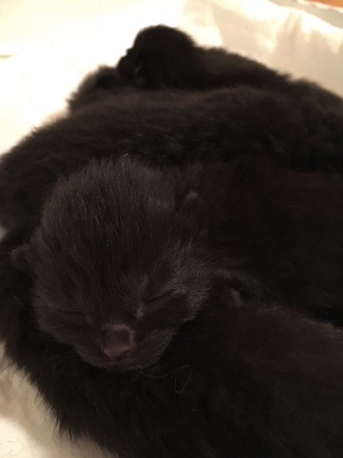 stray-pregnant-cat-black-panther-kittens-5 stray-pregnant-cat-black-panther-kittens-5
