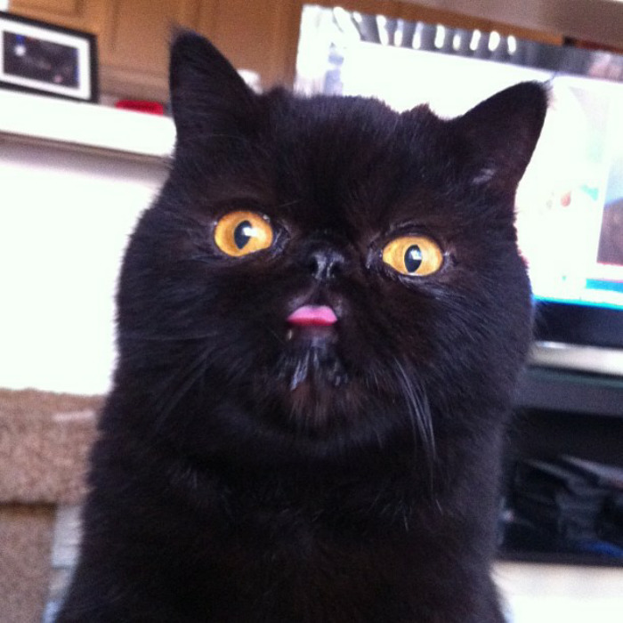 Cute Animal With It's Tongue Sticking Out