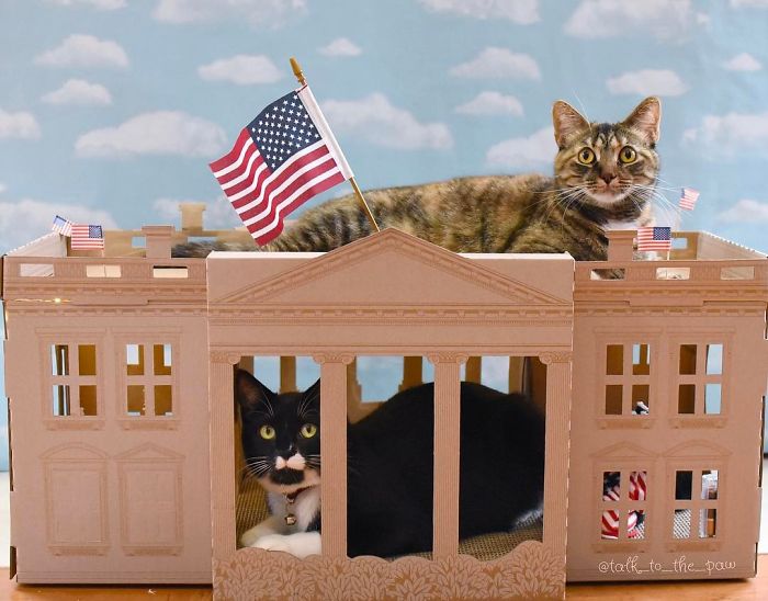 Unlike President Trump, These Cats Know Exactly What To Do In The White House Unlike President Trump, These Cats Know Exactly What To Do In The White House
