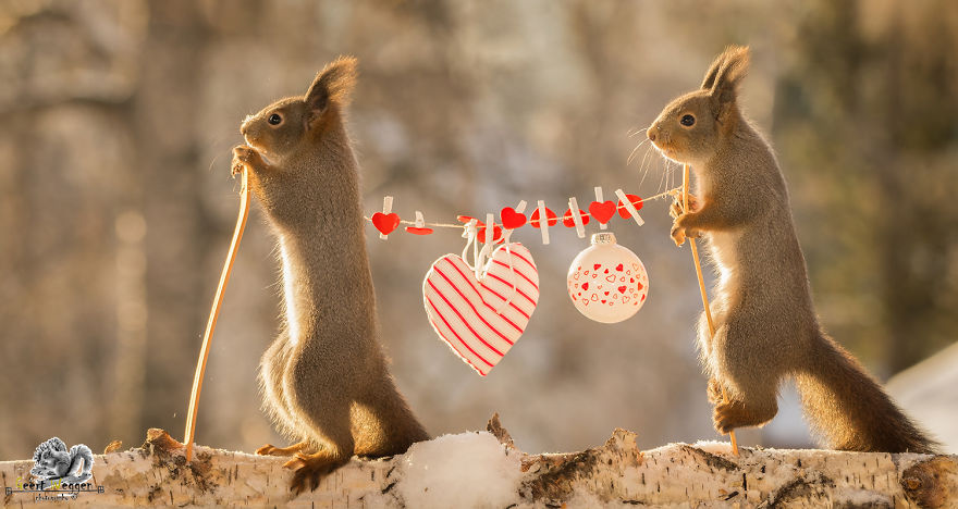 Wild Red Squirrels Celebrate Valentine's Day