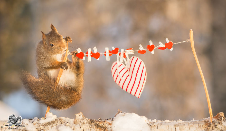 Wild Red Squirrels Celebrate Valentine's Day