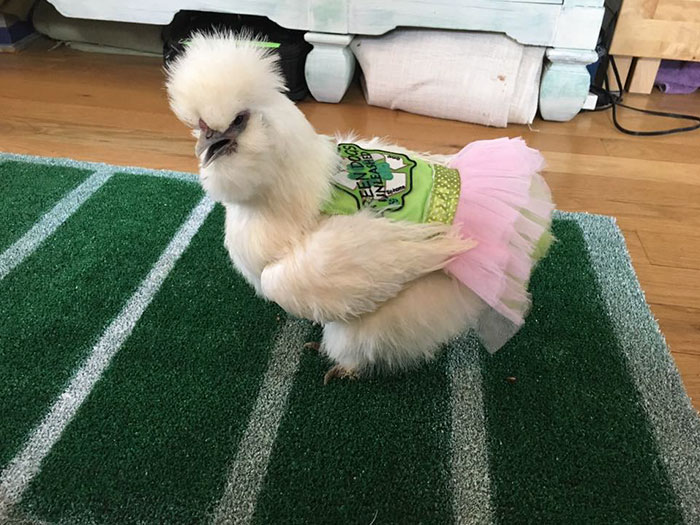 therapy-chicken-tutu-darla-3