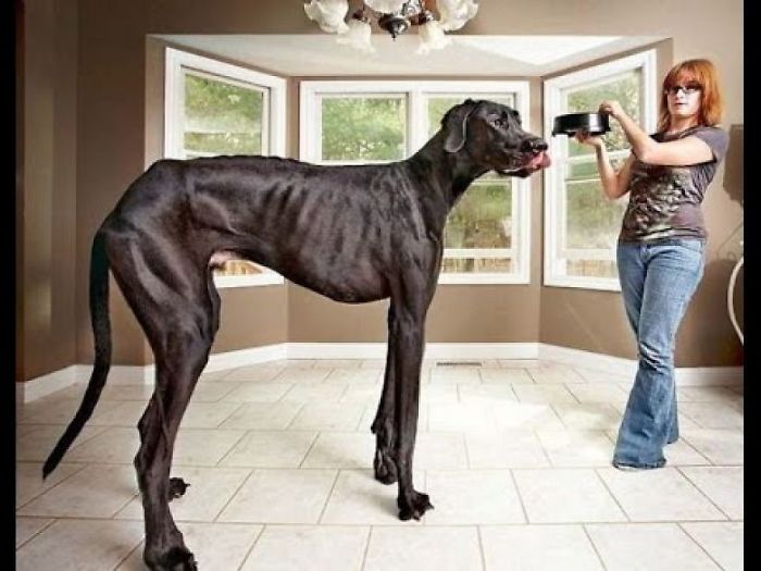 The Largest Animals In The World Part 3