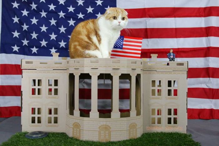 Unlike President Trump, These Cats Know Exactly What To Do In The White House Unlike President Trump, These Cats Know Exactly What To Do In The White House
