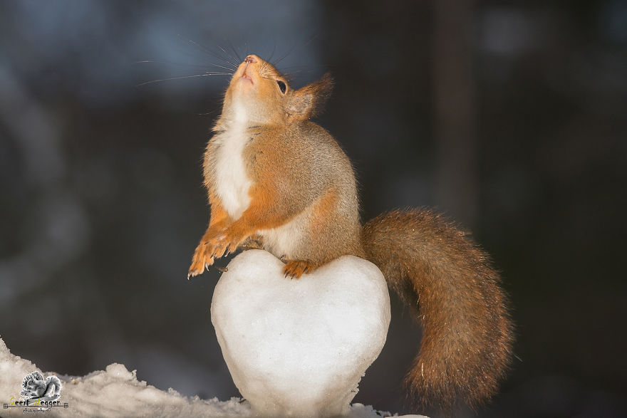 Wild Red Squirrels Celebrate Valentine's Day Wild Red Squirrels Celebrate Valentine's Day