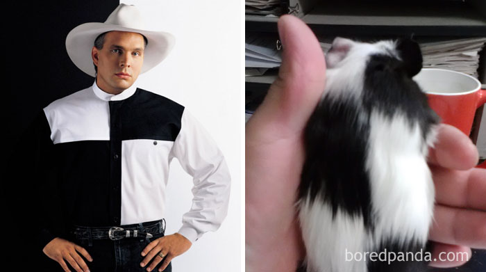 Garth Brooks Or This Guinea Pig?