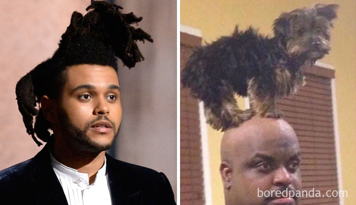 The Weeknd Or This Man And His Doggo?