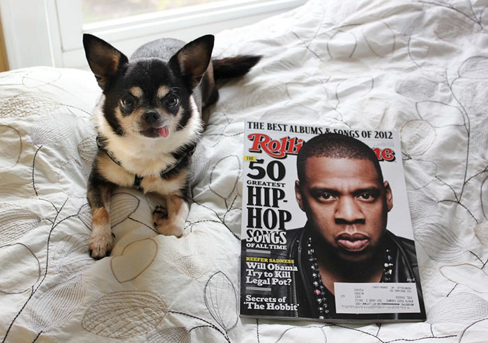 woman-brings-home-senior-dog-24-hours-jay-z-10 woman-brings-home-senior-dog-24-hours-jay-z-10