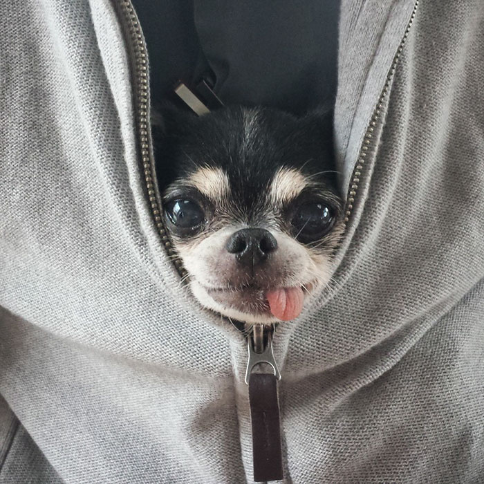 woman-brings-home-senior-dog-24-hours-jay-z-13 woman-brings-home-senior-dog-24-hours-jay-z-13