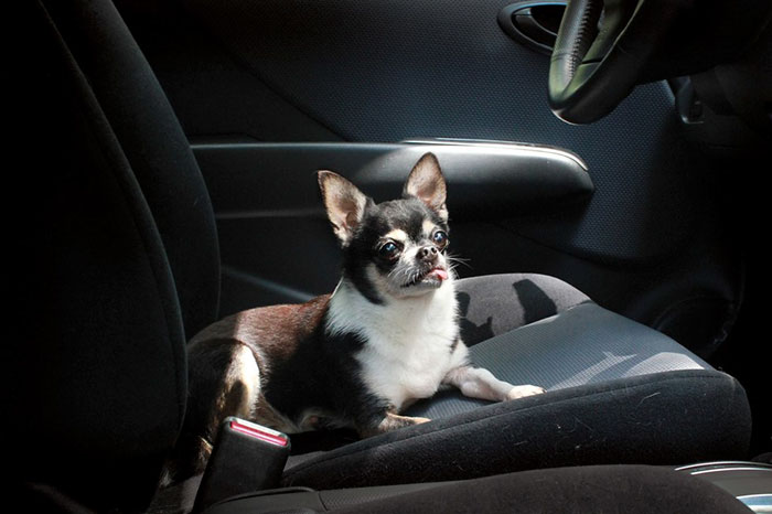 woman-brings-home-senior-dog-24-hours-jay-z-6 woman-brings-home-senior-dog-24-hours-jay-z-6