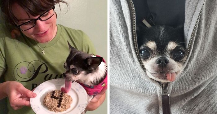 Woman Brought Home A Dying Shelter Dog So ‘She’ll Feel Loved For 24 Hours’, But A Miracle Happened