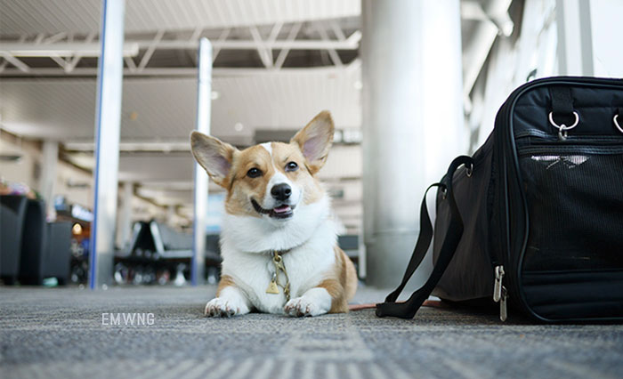 woman-dog-poop-the-airport-revenge-18a
