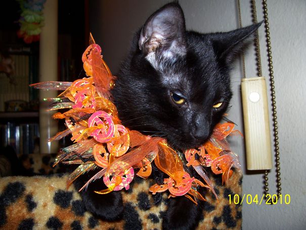 I Am Not Pleased ...