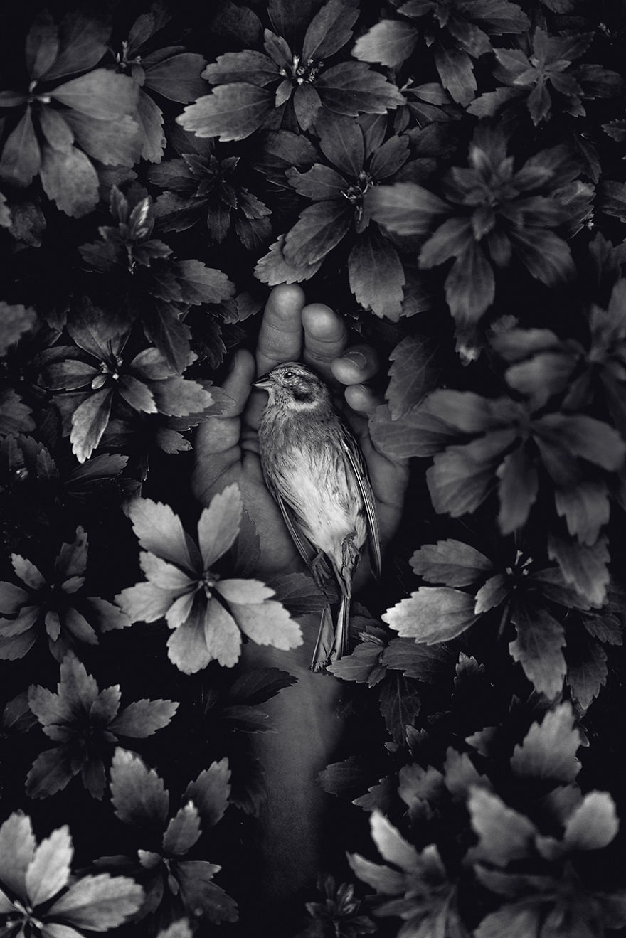 How I Turned Rescued Wild Animals Into Art How I Turned Rescued Wild Animals Into Art