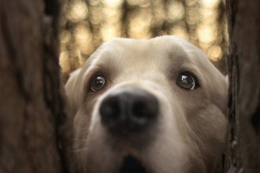 I Photographed My Amazing Dogs Kicia And Morsik