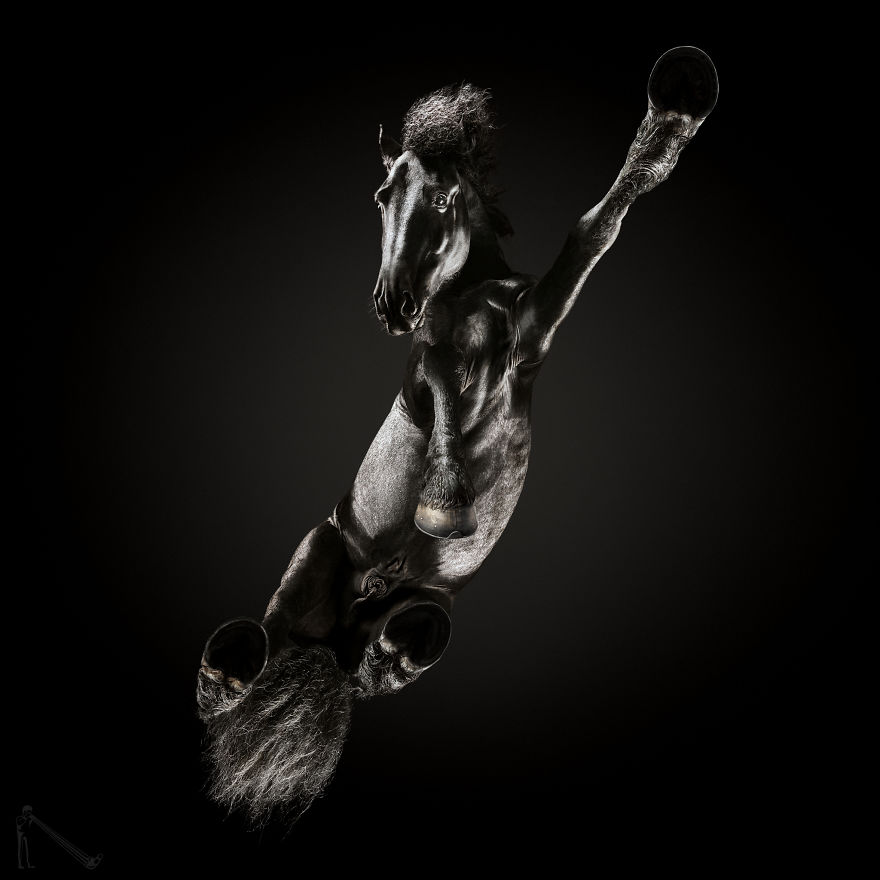 Under-horse: I Photograph Horses From Underneath