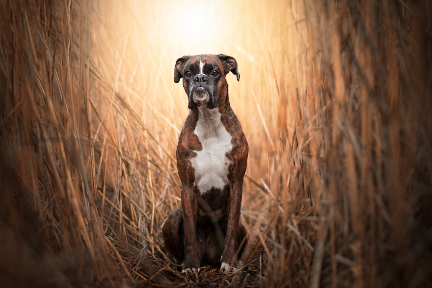 Meet Strawberry The Most Expressive Boxer Who Loves Hiking Meet Strawberry The Most Expressive Boxer Who Loves Hiking