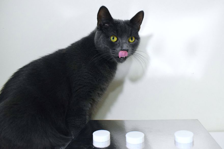 How To Play Shell Game With Your Pet