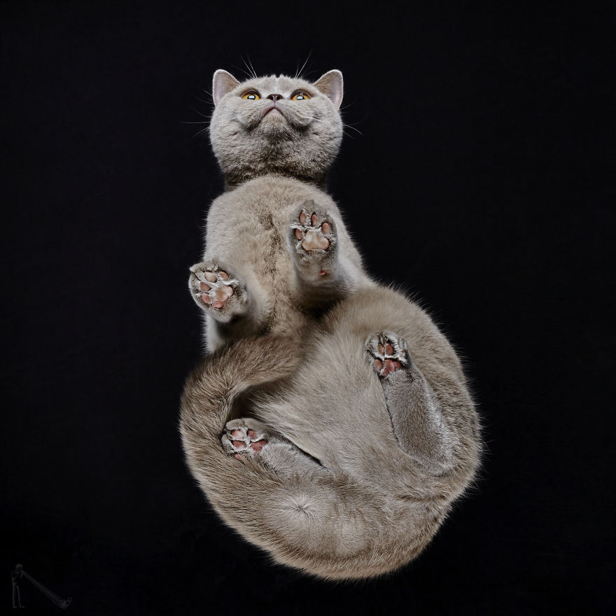 Under-cats 2. I Photograph Cats From Underneath