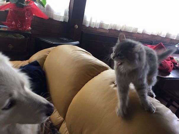 Ares (the Dog) And Seth (the Kitty) Meeting Each Other For The First Time