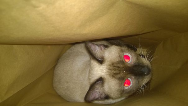 Don't Let It Out Of The Bag!