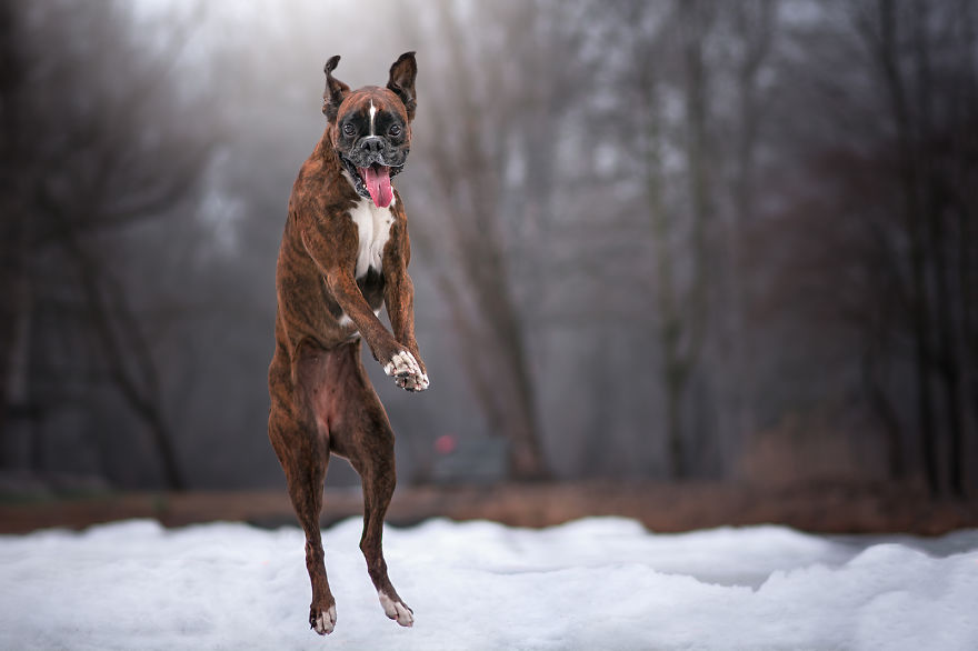 Meet Strawberry The Most Expressive Boxer Who Loves Hiking Meet Strawberry The Most Expressive Boxer Who Loves Hiking