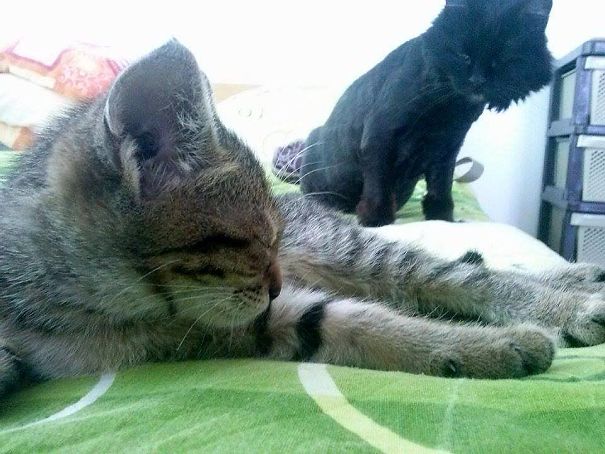 We Got A Second Cat, Just A Few Months Old. That's Our Black 16-year-old One, Meeting Him For The First Time.
