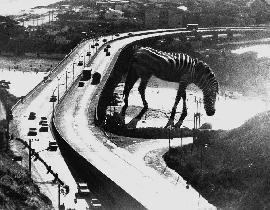 Gil Josquin, Brazil (Open Competition, Enhanced)