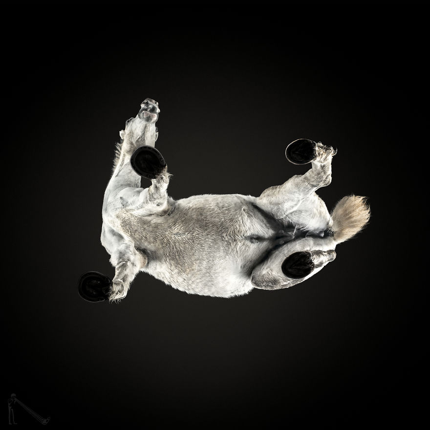 Under-horse: I Photograph Horses From Underneath