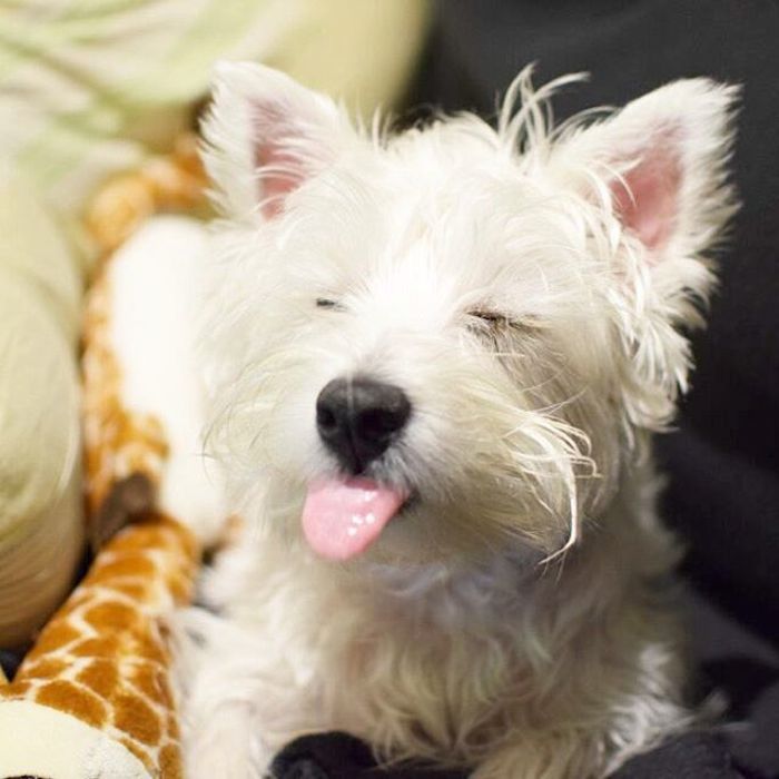 Blerrghh! Peas!! @tofuthewestie