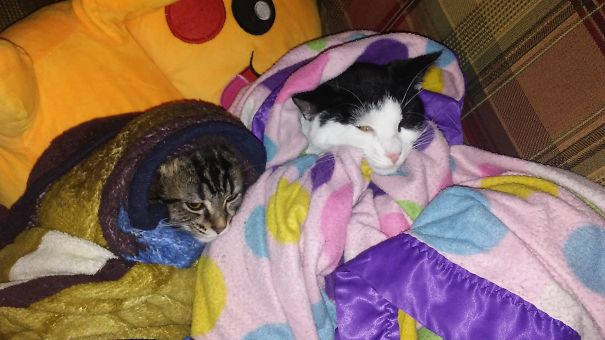 We Will Get You For This, Human...