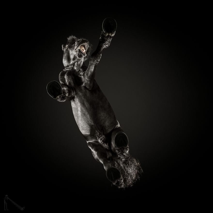 Under-horse: I Photograph Horses From Underneath